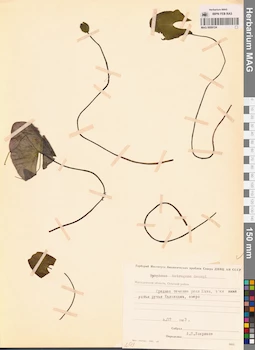 MAG 0009124