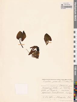MAG 0008828