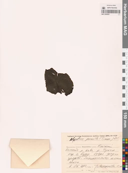 MAG 0008829