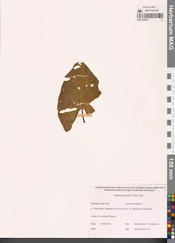 MAG 0008832