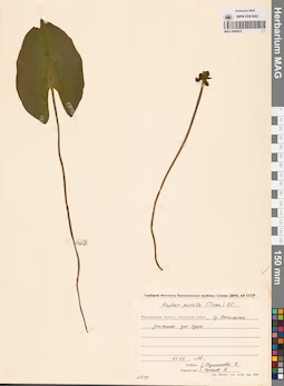 MAG 0008833