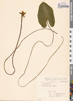 MAG 0008834