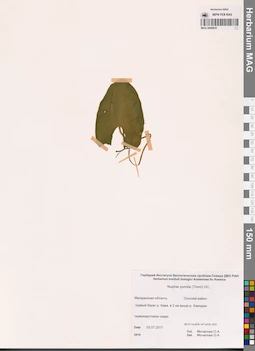 MAG 0008835