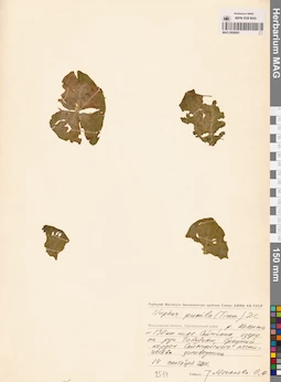 MAG 0008841