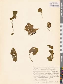 MAG 0008842