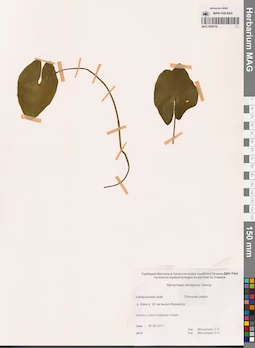 MAG 0009152