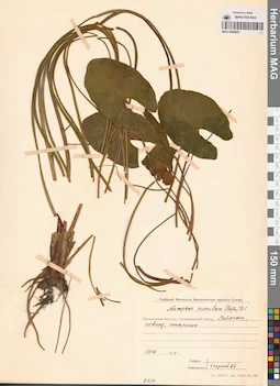 MAG 0008843
