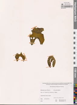 MAG 0009154