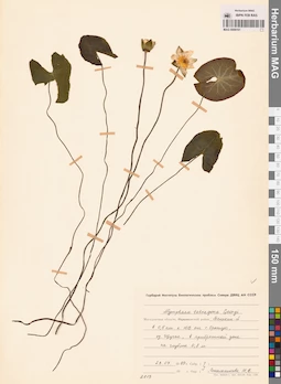 MAG 0009161