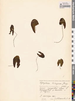 MAG 0009162