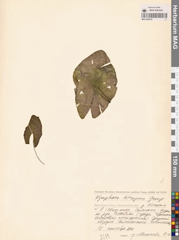 MAG 0009163