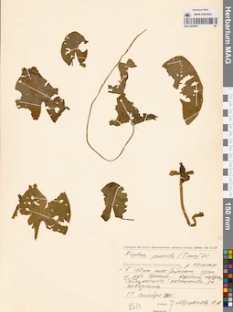 MAG 0008847