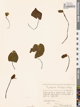 MAG 0009164