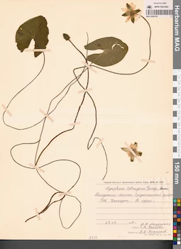 MAG 0009165