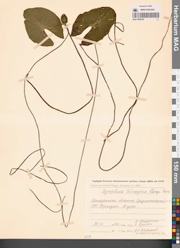 MAG 0009166