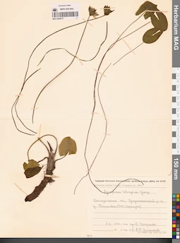 MAG 0009167