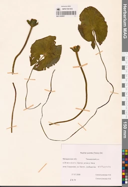 MAG 0008851