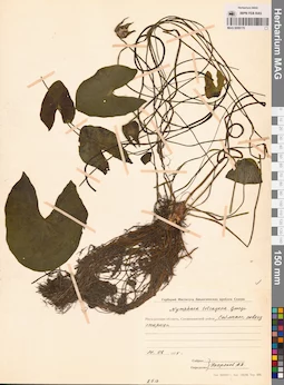 MAG 0009170