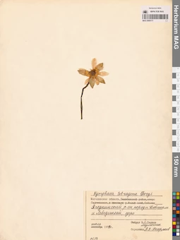 MAG 0009171