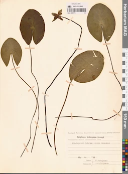 MAG 0009172