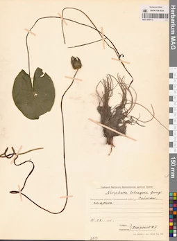 MAG 0009173