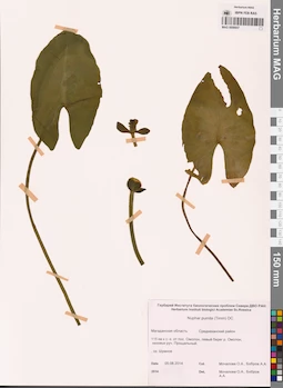 MAG 0008857