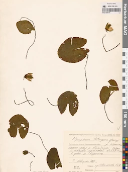 MAG 0009174