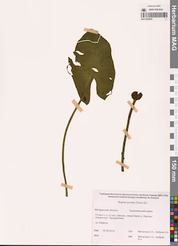 MAG 0008858