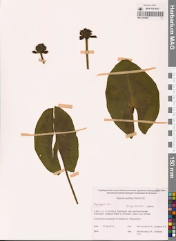 MAG 0008860