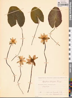 MAG 0009175