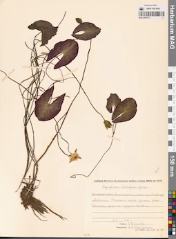 MAG 0009176