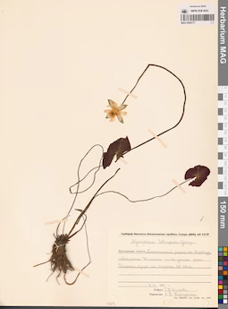 MAG 0009177