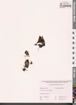 MAG 0009180