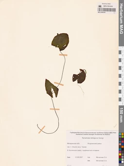 MAG 0009184