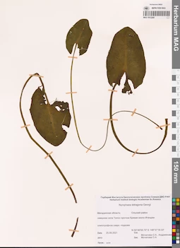 MAG 0012260