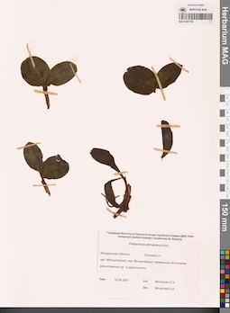 MAG 0001795