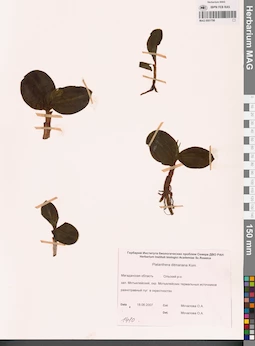MAG 0001796