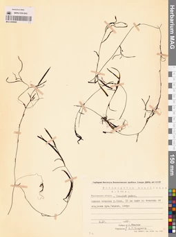 MAG 0008688