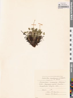 MAG 0013104