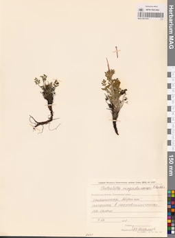 MAG 0013105