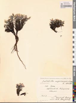 MAG 0013109