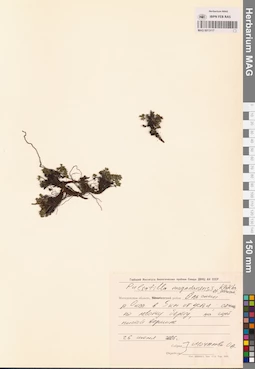 MAG 0013117