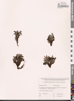 MAG 0013119