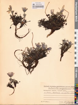 MAG 0013411