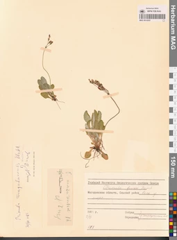 MAG 0014243