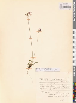 MAG 0014249