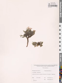 MAG 0015117