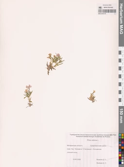 MAG 0015118