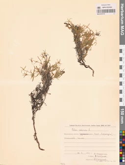 MAG 0015119