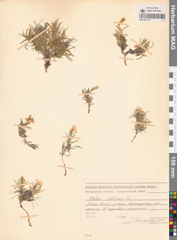 MAG 0015122